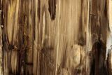 Polished, Petrified Wood (Metasequoia) Stand Up - Oregon #185137-1